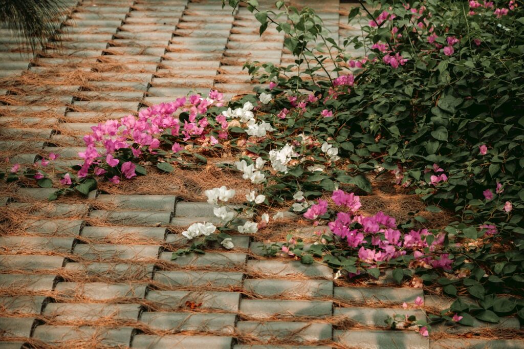 Colorful bougainvillea flowers cascading over a cobblestone path, creating a natural garden scene.